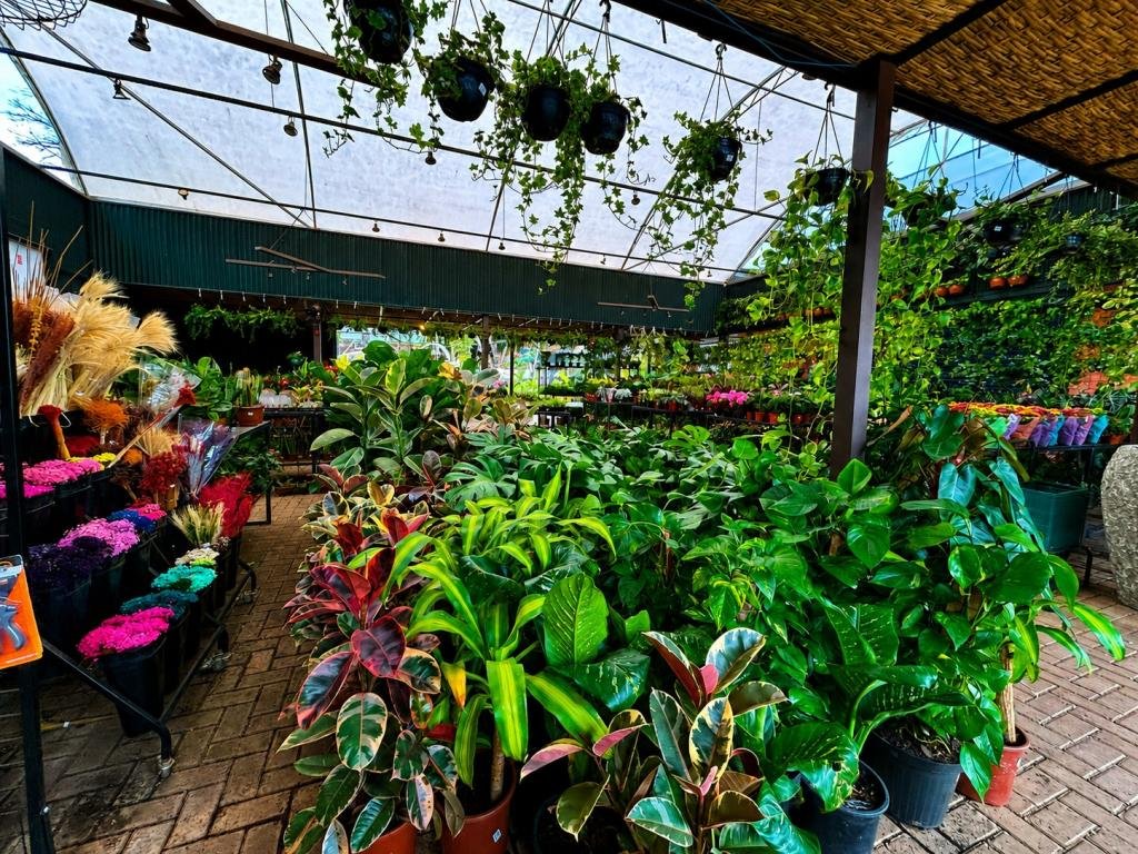 Plantas transformam ambientes e trazem mais bem-estar para dentro de casa