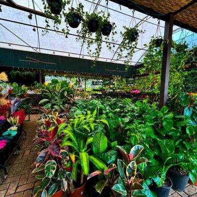 Plantas transformam ambientes e trazem mais bem-estar para dentro de casa