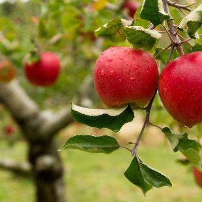 Polpa Brasil acelera investimentos e projeta crescer 64,33% em 2026 com avanço de produtos clean label