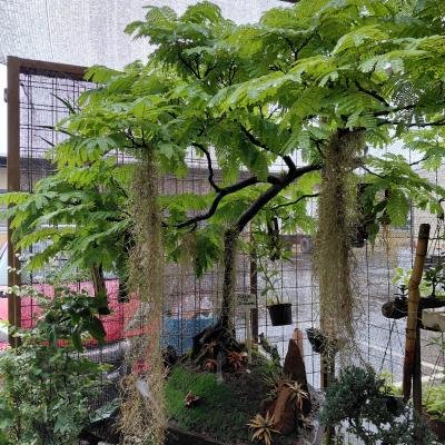 Você já viu uma sibipiruna em miniatura?