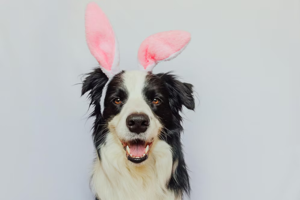 Cuidados de Páscoa: médica-veterinária orienta sobre os perigos do chocolate e oferece alternativas seguras para pets